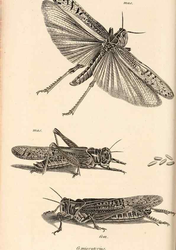 Reproducción/Reproduction 49827526787: General zoology, or Systematic natural history. London,Printed for G. Kearsley,1800-1826.. 