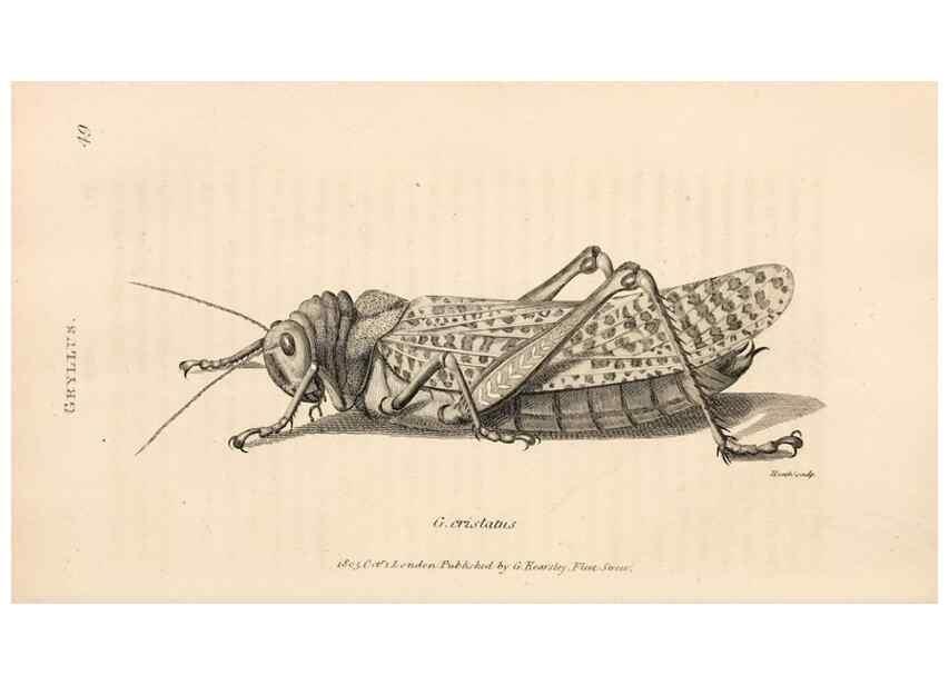 Reproducción/Reproduction 49826681478: General zoology, or Systematic natural history. London,Printed for G. Kearsley,1800-1826.. 