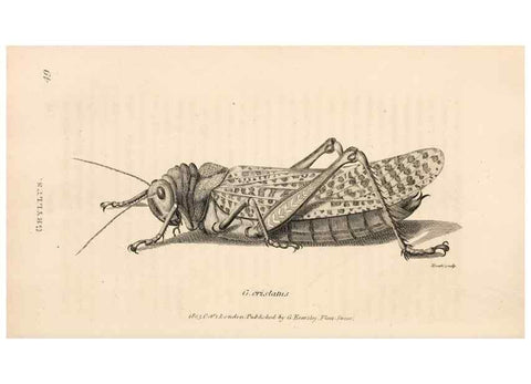 Reproducción/Reproduction 49826681478: General zoology, or Systematic natural history. London,Printed for G. Kearsley,1800-1826.. 