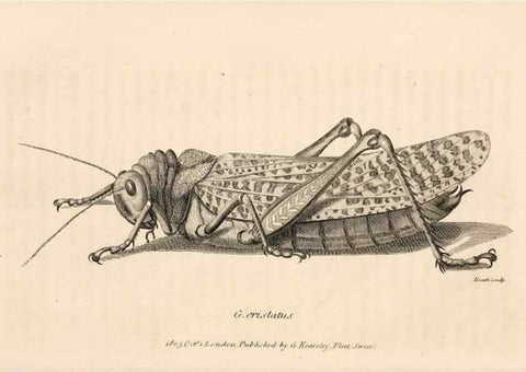 Reproducción/Reproduction 49826681478: General zoology, or Systematic natural history. London,Printed for G. Kearsley,1800-1826.. 