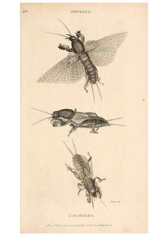 Reproducción/Reproduction 49827527402: General zoology, or Systematic natural history. London,Printed for G. Kearsley,1800-1826.. 