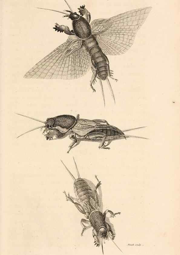 Reproducción/Reproduction 49827527402: General zoology, or Systematic natural history. London,Printed for G. Kearsley,1800-1826.. 