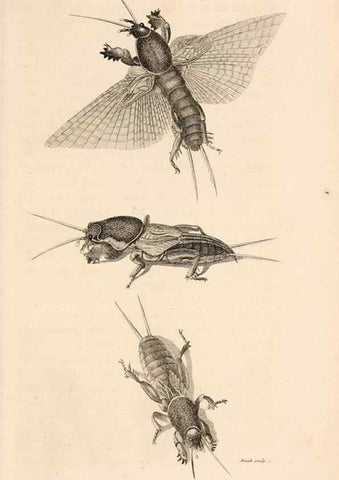 Reproducción/Reproduction 49827527402: General zoology, or Systematic natural history. London,Printed for G. Kearsley,1800-1826.. 
