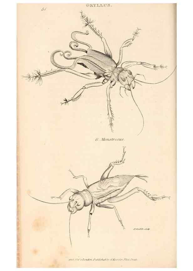 Reproducción/Reproduction 49826682138: General zoology, or Systematic natural history. London,Printed for G. Kearsley,1800-1826.. 