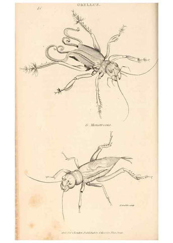 Reproducción/Reproduction 49826682138: General zoology, or Systematic natural history. London,Printed for G. Kearsley,1800-1826.. 