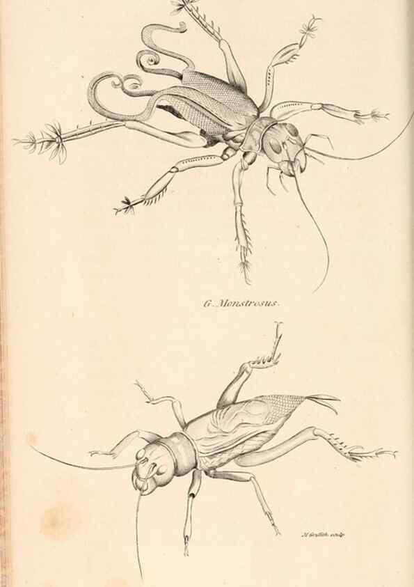 Reproducción/Reproduction 49826682138: General zoology, or Systematic natural history. London,Printed for G. Kearsley,1800-1826.. 