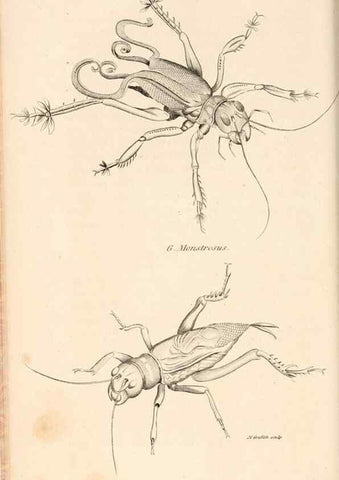 Reproducción/Reproduction 49826682138: General zoology, or Systematic natural history. London,Printed for G. Kearsley,1800-1826.. 