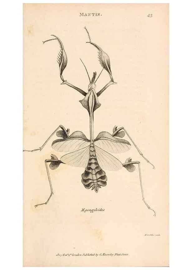 Reproducción/Reproduction 49826679613: General zoology, or Systematic natural history. London,Printed for G. Kearsley,1800-1826.. 