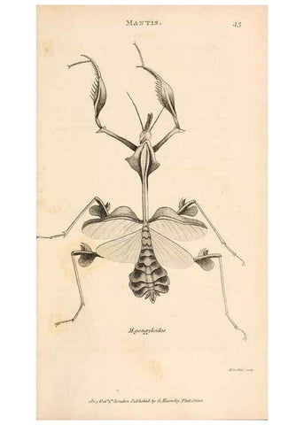 Reproducción/Reproduction 49826679613: General zoology, or Systematic natural history. London,Printed for G. Kearsley,1800-1826.. 