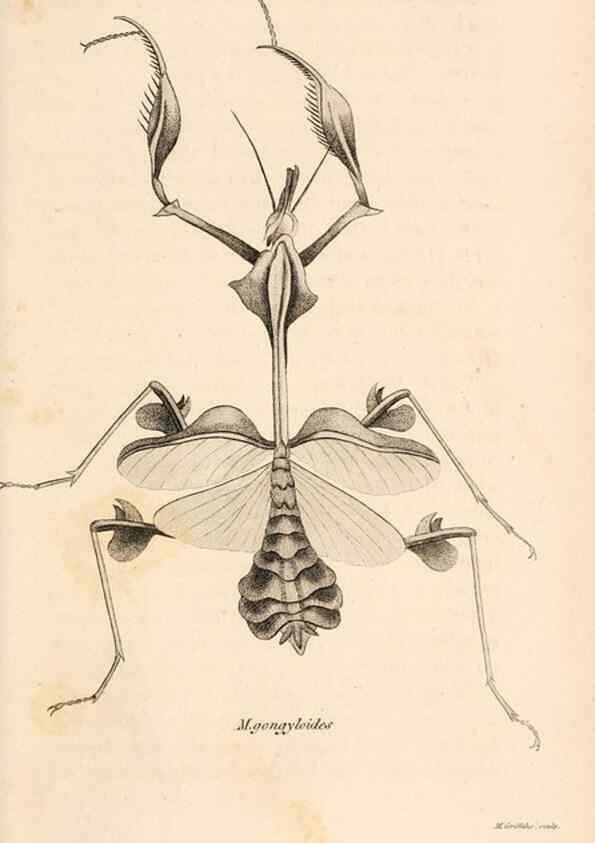 Reproducción/Reproduction 49826679613: General zoology, or Systematic natural history. London,Printed for G. Kearsley,1800-1826.. 