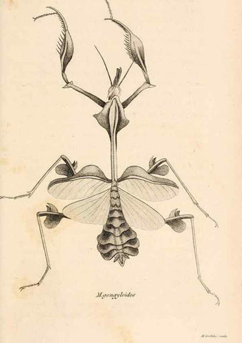 Reproducción/Reproduction 49826679613: General zoology, or Systematic natural history. London,Printed for G. Kearsley,1800-1826.. 