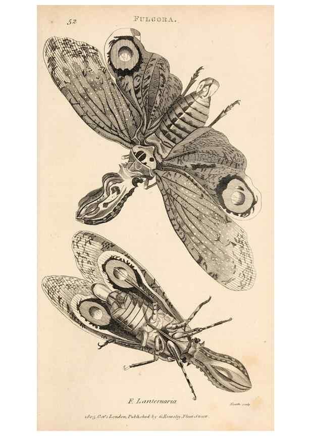 Reproducción/Reproduction 49826682573: General zoology, or Systematic natural history. London,Printed for G. Kearsley,1800-1826.. 