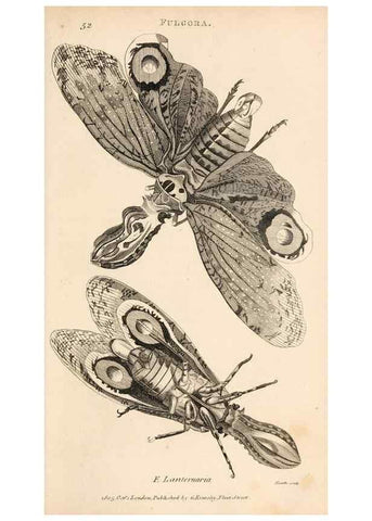 Reproducción/Reproduction 49826682573: General zoology, or Systematic natural history. London,Printed for G. Kearsley,1800-1826.. 