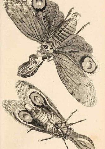 Reproducción/Reproduction 49826682573: General zoology, or Systematic natural history. London,Printed for G. Kearsley,1800-1826.. 