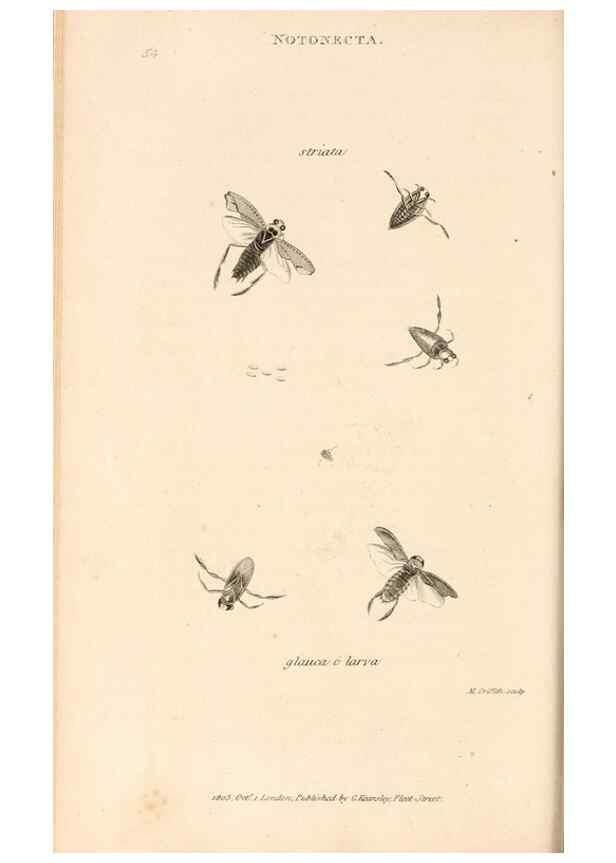 Reproducción/Reproduction 49827214511: General zoology, or Systematic natural history. London,Printed for G. Kearsley,1800-1826.. 
