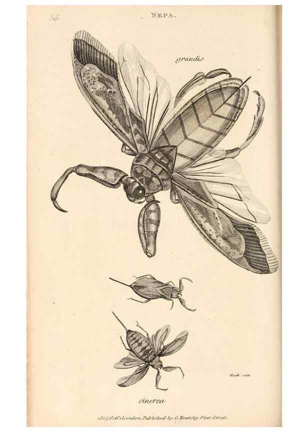 Reproducción/Reproduction 49827214901: General zoology, or Systematic natural history. London,Printed for G. Kearsley,1800-1826.. 
