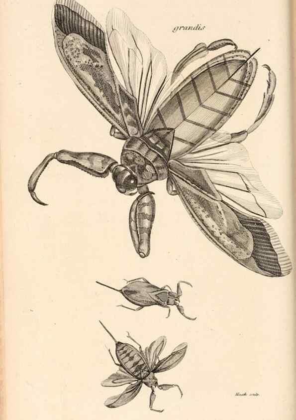 Reproducción/Reproduction 49827214901: General zoology, or Systematic natural history. London,Printed for G. Kearsley,1800-1826.. 