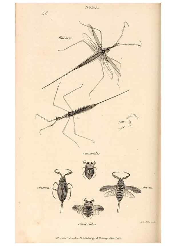 Reproducción/Reproduction 49827529737: General zoology, or Systematic natural history. London,Printed for G. Kearsley,1800-1826.. 