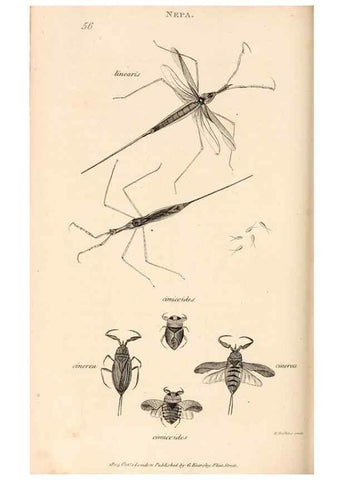 Reproducción/Reproduction 49827529737: General zoology, or Systematic natural history. London,Printed for G. Kearsley,1800-1826.. 