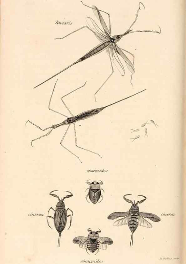 Reproducción/Reproduction 49827529737: General zoology, or Systematic natural history. London,Printed for G. Kearsley,1800-1826.. 