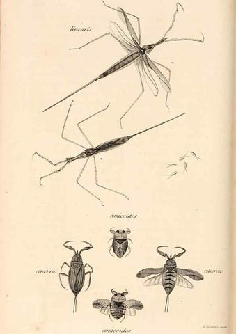 Reproducción/Reproduction 49827529737: General zoology, or Systematic natural history. London,Printed for G. Kearsley,1800-1826.. 