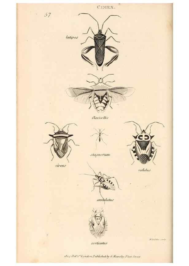 Reproducción/Reproduction 49826684393: General zoology, or Systematic natural history. London,Printed for G. Kearsley,1800-1826.. 