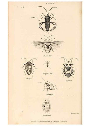 Reproducción/Reproduction 49826684393: General zoology, or Systematic natural history. London,Printed for G. Kearsley,1800-1826.. 