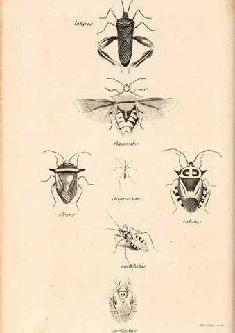 Reproducción/Reproduction 49826684393: General zoology, or Systematic natural history. London,Printed for G. Kearsley,1800-1826.. 