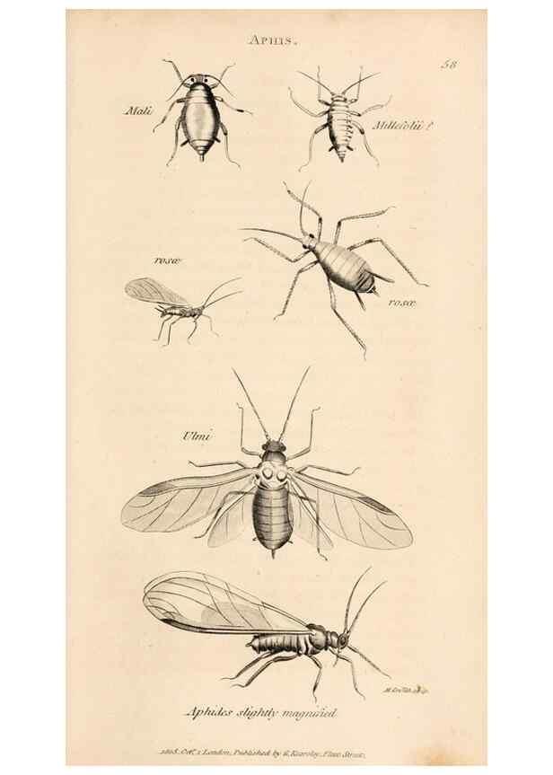 Reproducción/Reproduction 49827530307: General zoology, or Systematic natural history. London,Printed for G. Kearsley,1800-1826.. 
