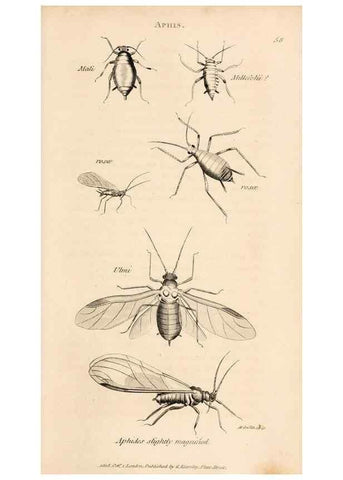 Reproducción/Reproduction 49827530307: General zoology, or Systematic natural history. London,Printed for G. Kearsley,1800-1826.. 
