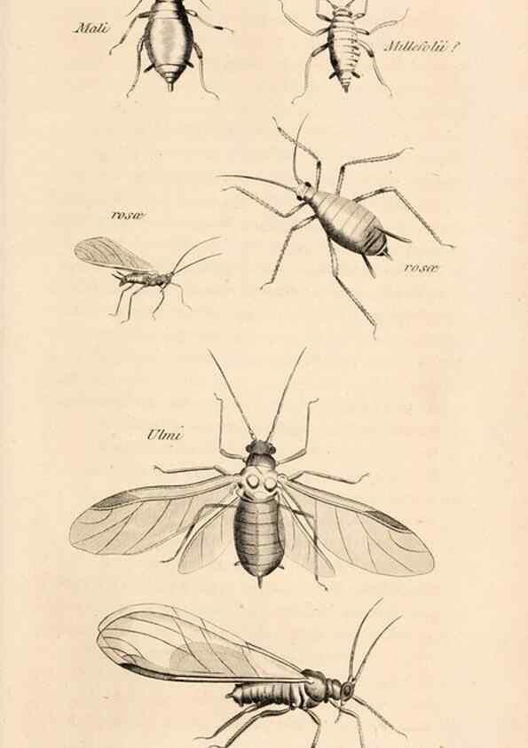 Reproducción/Reproduction 49827530307: General zoology, or Systematic natural history. London,Printed for G. Kearsley,1800-1826.. 