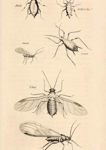 Reproducción/Reproduction 49827530307: General zoology, or Systematic natural history. London,Printed for G. Kearsley,1800-1826.. 