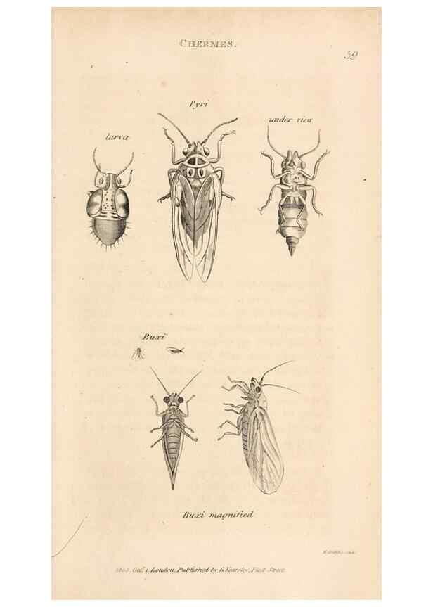 Reproducción/Reproduction 49827216051: General zoology, or Systematic natural history. London,Printed for G. Kearsley,1800-1826.. 