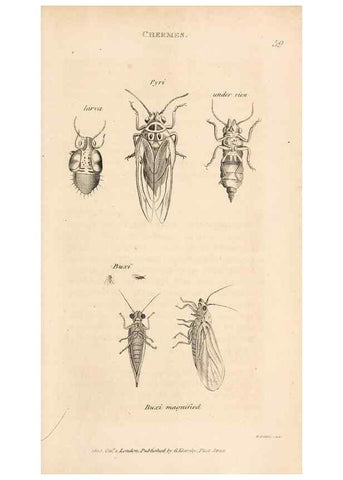 Reproducción/Reproduction 49827216051: General zoology, or Systematic natural history. London,Printed for G. Kearsley,1800-1826.. 