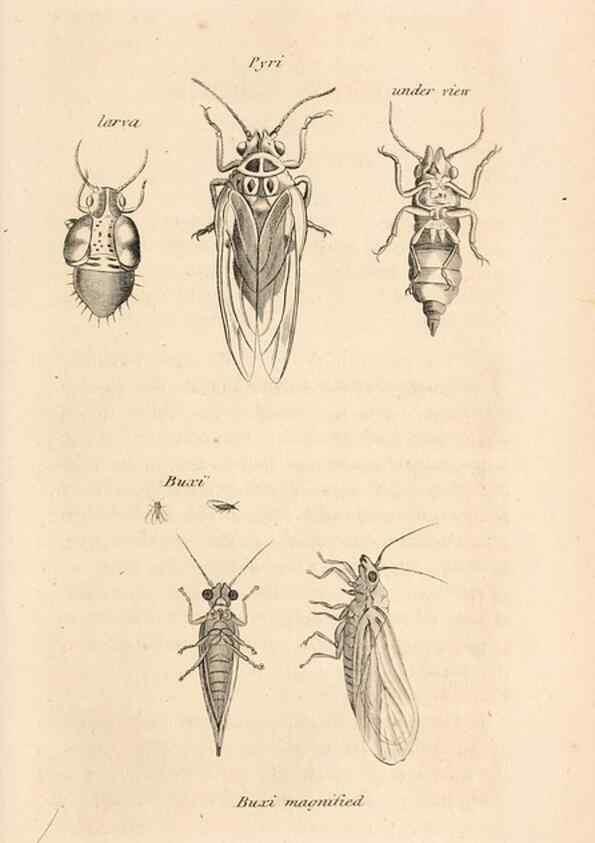 Reproducción/Reproduction 49827216051: General zoology, or Systematic natural history. London,Printed for G. Kearsley,1800-1826.. 