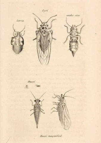 Reproducción/Reproduction 49827216051: General zoology, or Systematic natural history. London,Printed for G. Kearsley,1800-1826.. 