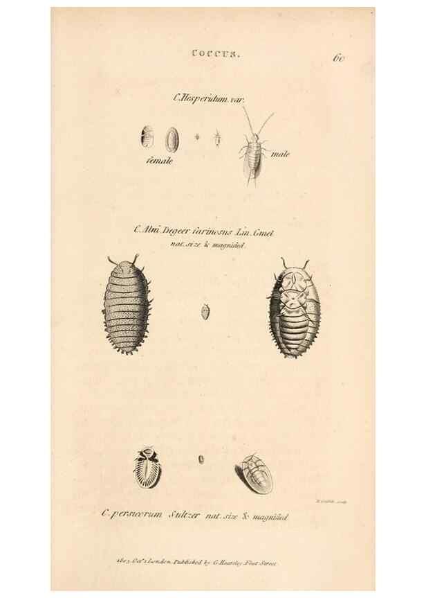 Reproducción/Reproduction 49827216281: General zoology, or Systematic natural history. London,Printed for G. Kearsley,1800-1826.. 