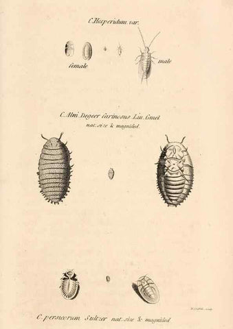 Reproducción/Reproduction 49827216281: General zoology, or Systematic natural history. London,Printed for G. Kearsley,1800-1826.. 