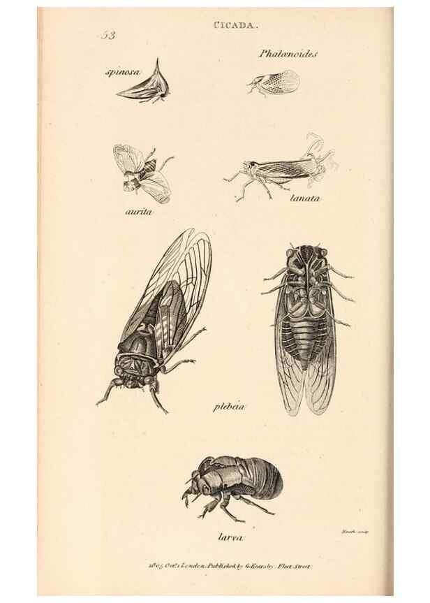 Reproducción/Reproduction 49826682893: General zoology, or Systematic natural history. London,Printed for G. Kearsley,1800-1826.. 