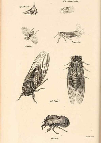 Reproducción/Reproduction 49826682893: General zoology, or Systematic natural history. London,Printed for G. Kearsley,1800-1826.. 