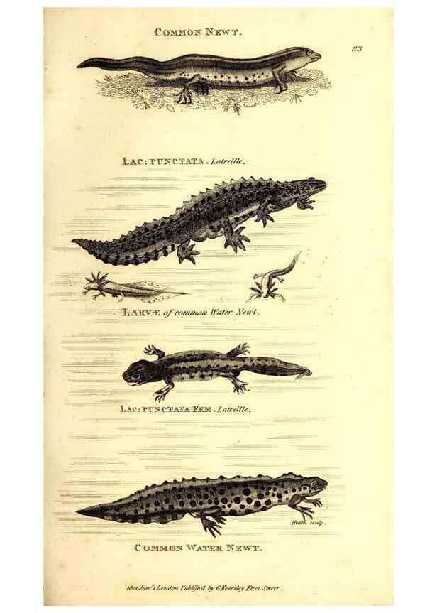 Reproducción/Reproduction 49827175512: General zoology, or Systematic natural history. London,Printed for G. Kearsley,1800-1826.. 