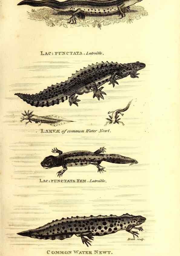 Reproducción/Reproduction 49827175512: General zoology, or Systematic natural history. London,Printed for G. Kearsley,1800-1826.. 