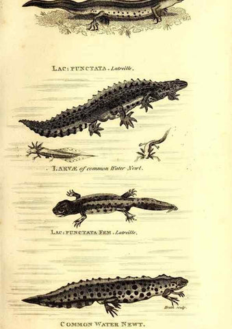 Reproducción/Reproduction 49827175512: General zoology, or Systematic natural history. London,Printed for G. Kearsley,1800-1826.. 