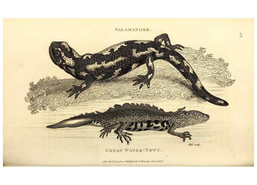 Reproducción/Reproduction 49826326388: General zoology, or Systematic natural history. London,Printed for G. Kearsley,1800-1826.. 