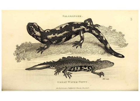 Reproducción/Reproduction 49826326388: General zoology, or Systematic natural history. London,Printed for G. Kearsley,1800-1826.. 
