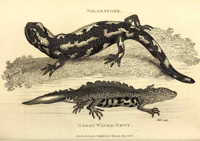 Reproducción/Reproduction 49826326388: General zoology, or Systematic natural history. London,Printed for G. Kearsley,1800-1826.. 