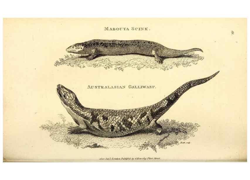 Reproducción/Reproduction 49826326043: General zoology, or Systematic natural history. London,Printed for G. Kearsley,1800-1826.. 