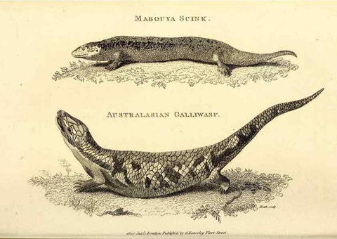 Reproducción/Reproduction 49826326043: General zoology, or Systematic natural history. London,Printed for G. Kearsley,1800-1826.. 