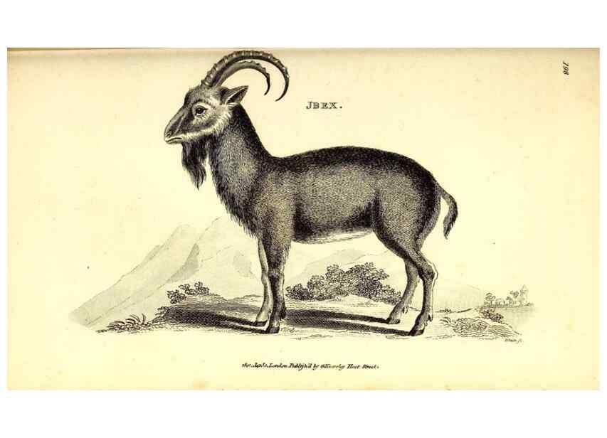 Reproducción/Reproduction 49826538151: General zoology, or Systematic natural history. London,Printed for G. Kearsley,1800-1826.. 