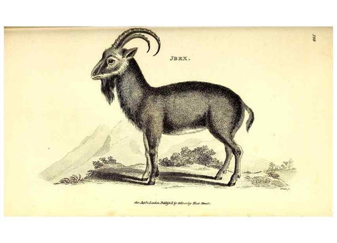 Reproducción/Reproduction 49826538151: General zoology, or Systematic natural history. London,Printed for G. Kearsley,1800-1826.. 